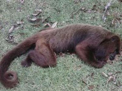 Macaco morto ilustração(3)